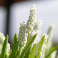 White Grape Hyacinth -Album Muscari -Garden Supplies Sales Store 33114 4