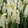 White Grape Hyacinth -Album Muscari -Garden Supplies Sales Store 33114 5