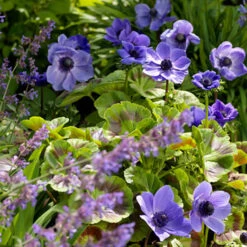 Mixed Anemone Collection -Garden Supplies Sales Store 33135 1