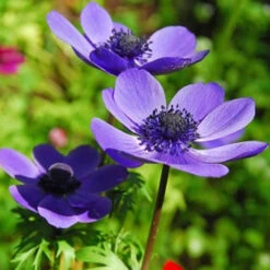 Mixed Anemone Collection -Garden Supplies Sales Store 33135 2