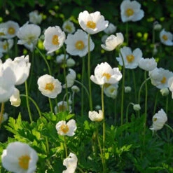 Mixed Anemone Collection -Garden Supplies Sales Store 33137 1