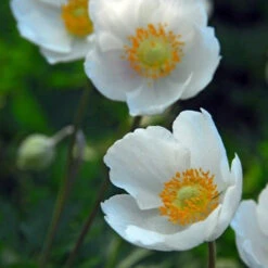 Mixed Anemone Collection -Garden Supplies Sales Store 33137 2