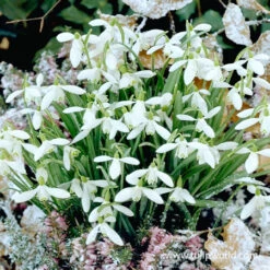 Snowdrops