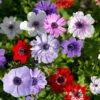 Mixed Anemone Collection 1 Mixed Anemone Collection -Garden Supplies Sales Store 33145 1