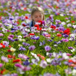 Mixed Anemone Collection -Garden Supplies Sales Store 33145 2