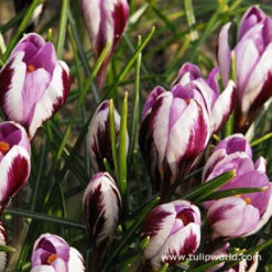 Spring Crocus Collection -Garden Supplies Sales Store 33151