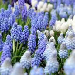 Sailed The Ocean Blue Collection 12 Sailed The Ocean Blue Collection -Garden Supplies Sales Store 33152 2