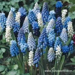 Sailed The Ocean Blue Collection 13 Sailed The Ocean Blue Collection -Garden Supplies Sales Store 33152