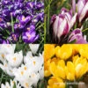 Spring Crocus Collection -Garden Supplies Sales Store 33158 spring crocus collection