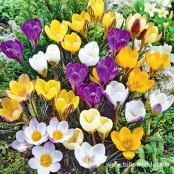 Spring Parade Garden Collection -Garden Supplies Sales Store 33159 mixed crocus value pack 2