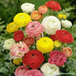 Unique Short Collection -Garden Supplies Sales Store 3374 1