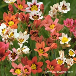 Instant Summer Garden Collection -Garden Supplies Sales Store 3381