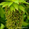 Bicolor Eucomis - (Pineapple Lily) -Garden Supplies Sales Store 3384 1