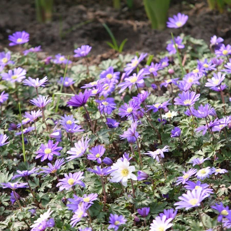 Sensational Summer Blooms Collection 17 Sensational Summer Blooms Collection - Image 15