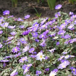 All Season Blooming Perennial Collection 28 All Season Blooming Perennial Collection -Garden Supplies Sales Store 3385E