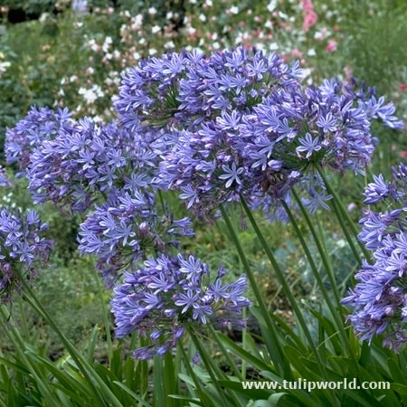 Blue Triumphator Agapanthus 4 Blue Triumphator Agapanthus - Image 2