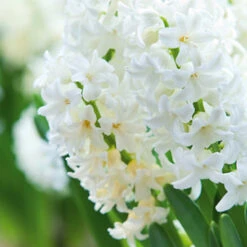 Carnegie Hyacinth -Garden Supplies Sales Store 34101 1