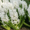 Carnegie Hyacinth -Garden Supplies Sales Store 34101 2