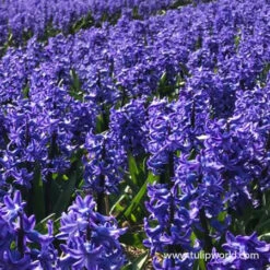 Colorful And Fragrant Hyacinth Collection -Garden Supplies Sales Store 34103 blue hyacinths 1