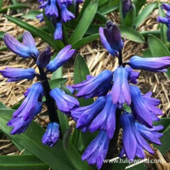 Blue Jacket Hyacinth -Garden Supplies Sales Store 34103 blue hyacinths 2
