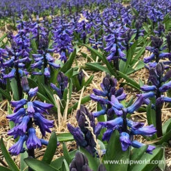 Blue Jacket Hyacinth -Garden Supplies Sales Store 34103 blue hyacinths 3