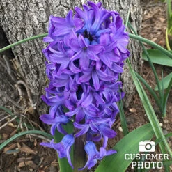 Blue Jacket Hyacinth -Garden Supplies Sales Store 34103 blue hyacinths 4