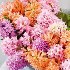 Colorful And Fragrant Hyacinth Collection -Garden Supplies Sales Store 34104 1 1