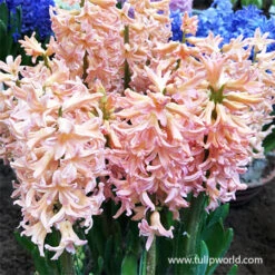 Colorful And Fragrant Hyacinth Collection -Garden Supplies Sales Store 34104 gipsy queen hyacinth 1