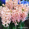 Gipsy Queen Hyacinth -Garden Supplies Sales Store 34104 gipsy queen hyacinth