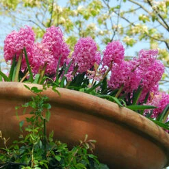 Jan Bos Hyacinth -Garden Supplies Sales Store 34105 1