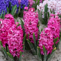 Jan Bos Hyacinth -Garden Supplies Sales Store 34105 3