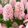Apricot Passion Hyacinth -Garden Supplies Sales Store 34108 hyacinth apricot passion