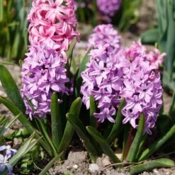 Colorful And Fragrant Hyacinth Collection -Garden Supplies Sales Store 34109 1 1