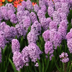 Splendid Cornelia Hyacinth -Garden Supplies Sales Store 34109 2