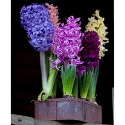 Fragrant Hyacinth Mix 9 Fragrant Hyacinth Mix -Garden Supplies Sales Store 34119 2