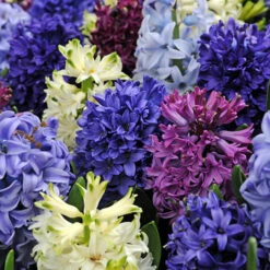 All Spring Blooms Value Collection 24 All Spring Blooms Value Collection -Garden Supplies Sales Store 34119 3