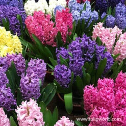 All Spring Blooms Value Collection 27 All Spring Blooms Value Collection -Garden Supplies Sales Store 34119 mixed hyacinths 2 1