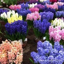 Fragrant Hyacinth Mix 11 Fragrant Hyacinth Mix -Garden Supplies Sales Store 34119 mixed hyacinths