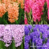 Colorful And Fragrant Hyacinth Collection -Garden Supplies Sales Store 34120 colorful and fragrant hyacinth collection