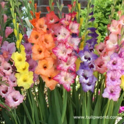 Supreme Gladiolus Collection -Garden Supplies Sales Store 3448 1