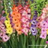April In Paris Pastel Gladiolus Mix -Garden Supplies Sales Store 3448
