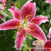 Stargazer Lily Jumbo Pack -Garden Supplies Sales Store 3470