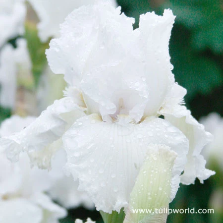 Cool Bearded Iris Collection 8 Cool Bearded Iris Collection - Image 6