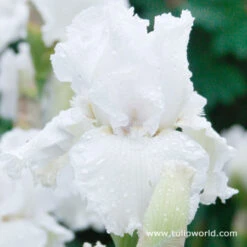 Cool Bearded Iris Collection 14 Cool Bearded Iris Collection -Garden Supplies Sales Store 35101
