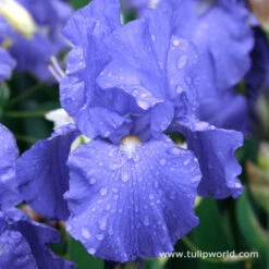 Cool Bearded Iris Collection 15 Cool Bearded Iris Collection -Garden Supplies Sales Store 35102