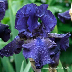 Cool Bearded Iris Collection 21 Cool Bearded Iris Collection -Garden Supplies Sales Store 35105 1