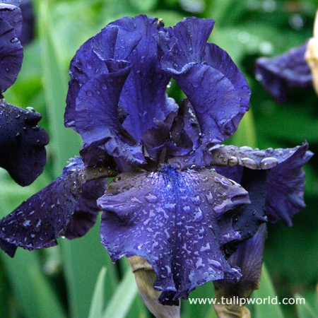 Cool Bearded Iris Collection 7 Cool Bearded Iris Collection - Image 5