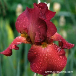 Warm Bearded Iris Collection -Garden Supplies Sales Store 35106