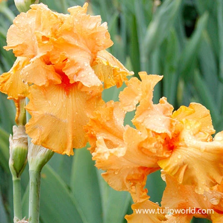 China Moon Bearded Iris 4 China Moon Bearded Iris - Image 2