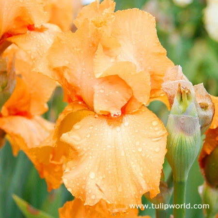 China Moon Bearded Iris 3 China Moon Bearded Iris